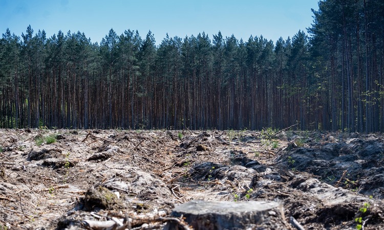 Deforestación