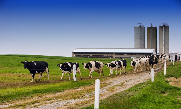Granja rural bovina
